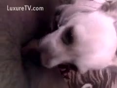 Amateur doxy spreads to let her small dog take up with the tongue her love tunnel
